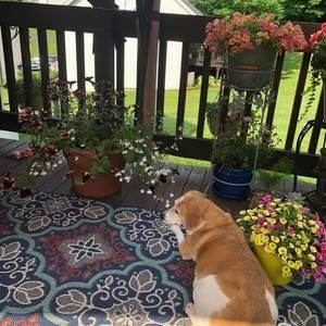 Meet your Posher, Susan